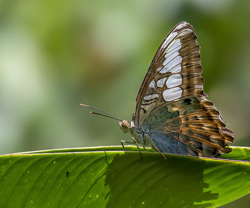 Clipper, Parthenos sylvia ssp. lilacinus (Butler, 1879). Subfamily: Limenitidinae. Tribe: Parthenini. Khao Sok National Park, Thailand d. 5 march 2020. Photographer; Knud Ellegaard