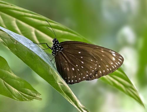 Spotted Black Crow, euploea crameri ssp. bremeri (C. & R. Felder, 1860). Subfamily: Danainae. Tribe: Danaini. Khao Sok National Park, Thailand d. 5 march 2020. Photographer; Knud Ellegaard