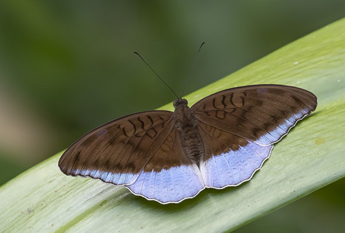 Grey Count, Tanaecia lepidea ssp. cognata (Moore, 1897). Subfamily Limenidinae. Tribe Adoliadini. Khao Sok National Park, Thailand d. 5 march 2020. Photographer; Knud Ellegaard