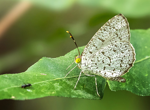 Unicoloured Darkie, Allotinus unicolor ssp. rekkia (Riley & Godfrey, 1921). Family: Lycaenidae .Subfamily: Miletinae. Khao Sok National Park, Thailand d. 5 march 2020. Photographer; Knud Ellegaard