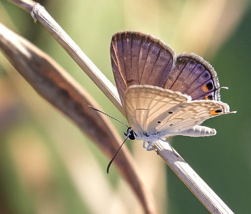 Plains Cupid, Chilades pandova (Horsfield, 1829). Subfamily: Polyommatinae. Tribe: Polyommatini.  Kathu District, Phuket, Thailand d. 9 march 2020. Photographer; Knud Ellegaard