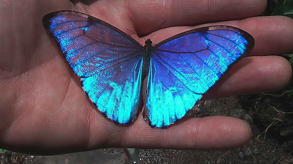 Morpho aurora. Yolosa d. 31 december 2008. Photographer: Peter Mllmann