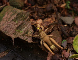 Quijarro-Caranavi, Yungas. d. 8 february 2008. Photographer: Lars Andersen