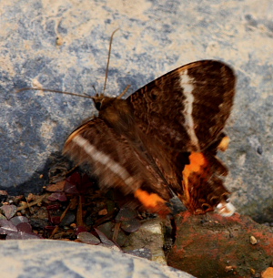 Coronidia subpicta. (Walker, 1854). Coroico 1800 m.a., Yungas. d. 23 january 2008. Photographer: Lars Andersen