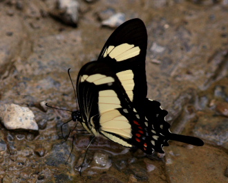 Heraclides garleppi (Staudinger, 1892). Caranavi, Yungas, Bolivia d. 2 february 2008. Photographer: Lars Andersen