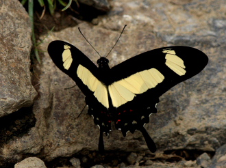 Heraclides garleppi (Staudinger, 1892). Caranavi, Yungas, Bolivia d. 2 february 2008. Photographer: Lars Andersen