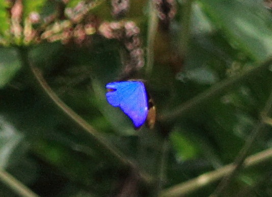 Morpho rhetenor. Rio Zongo,  between Caranavi and Guarnay, Yungas. d. 9 February 2008. Photographer: Lars Andersen