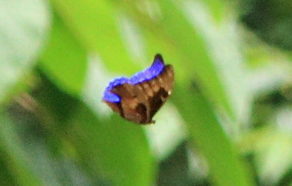 Morpho rhetenor. Rio Zongo,  between Caranavi and Guarnay, Yungas. d. 9 February 2008. Photographer: Lars Andersen