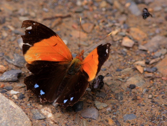 Epiphile lampethusa. Caranavi, Yungas, January 2008. Photographer: Lars Andersen 