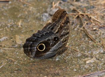 Caligo illioneus pheidriades. Caranavi, Yungas. d. 10 February 2008. Photographer: Lars Andersen