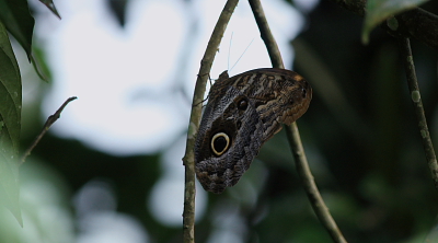Caligo. Yungas, Bolivia. d. 13 February 2008. Photographer: Lars Andersen