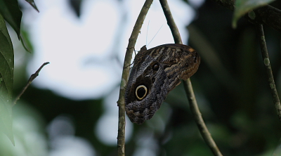 Caligo illioneus pheidriades. Caranavi, Yungas. d. 10 February 2008. Photographer: Lars Andersen