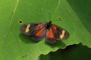 Actinote pellenea. Caranavi, Yungas. January 2008. Photographer: Lars Andersen