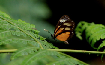 Caranavi, Yungas. February 2008. Photographer: Lars Andersen