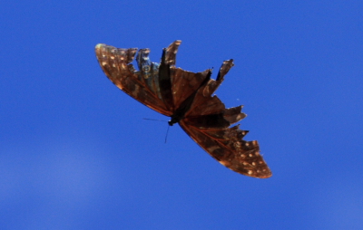 Morpho telemarchus. Bolinda, Caranavi, Yungas, Bolivia. d. 10 February 2008. Photographer: Lars Andersen