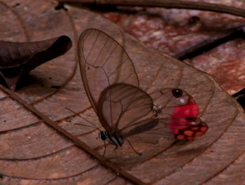 Blushing Phantom, Cithaerias pireta aurorina. Quijarro-Caranavi, Yungas. d. 14 february 2008. Photographer: Lars Andersen