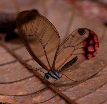 Cithaerias pireta aurorina. Quijarro-Caranavi, Yungas. d. 14 february 2008. Photographer: Lars Andersen