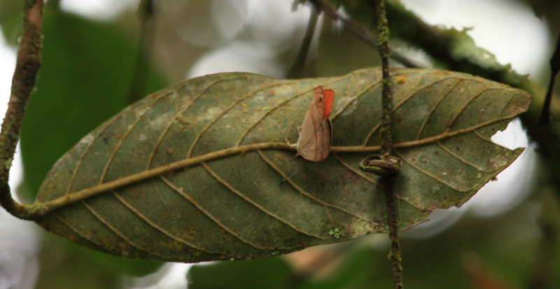 Athena Euselasia  (Euselasia athena). Coroico 1800 m.a., Yungas. d. 23 january 2008. Photographer: Lars Andersen