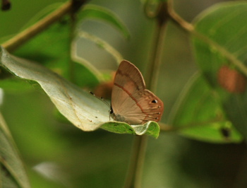 Athena Euselasia  (Euselasia athena). Coroico 1800 m.a., Yungas. d. 23 january 2008. Photographer: Lars Andersen