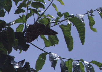 Morpho cisseis. Rio Zongo,  between Caranavi and Guarnay, Yungas. d. 15 february 2008. Photographer: Lars Andersen