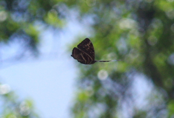 Morpho cisseis. Rio Zongo,  between Caranavi and Guarnay, Yungas. d. 15 february 2008. Photographer: Lars Andersen