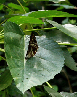 Morpho cisseis. Rio Zongo,  between Caranavi and Guarnay, Yungas. d. 15 february 2008. Photographer: Lars Andersen