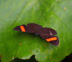 Fasciata Metalmark (Crocozona fasciata). Coroico 1800 m.a., Yungas. d. 24 january 2008. Photographer: Lars Andersen