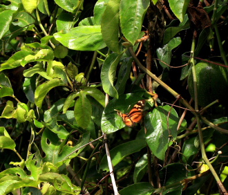 Coroico 1800 m.a., Yungas. d. 24 january 2008. Photographer: Lars Andersen