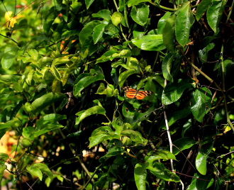 Coroico 1800 m.a., Yungas. d. 24 january 2008. Photographer: Lars Andersen