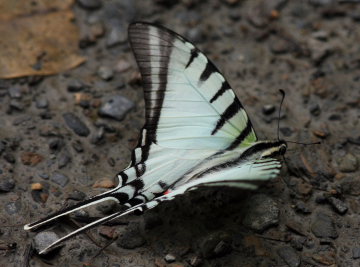 Challa, Yungas. d. 17 february 2008. Photographer: Lars Andersen