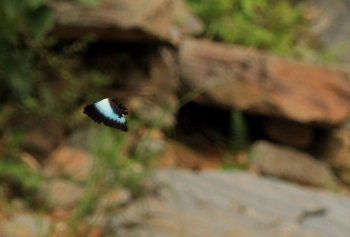 Morpho cisseis cisseistricta (Le Moult & Real, 1962). Rio Zongo,  between Caranavi and Guarnay, Yungas. d. 15 february 2008. Photographer: Lars Andersen