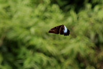 Morpho cisseis cisseistricta (Le Moult & Real, 1962). Rio Zongo,  between Caranavi and Guarnay, Yungas. d. 17 february 2008. Photographer: Lars Andersen