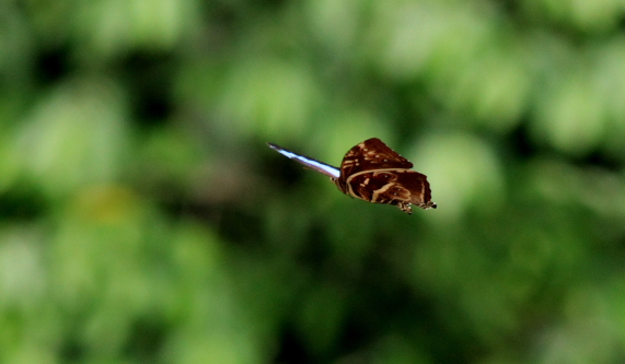 Morpho cisseis cisseistricta (Le Moult & Real, 1962). Rio Zongo,  between Caranavi and Guarnay, Yungas. d. 17 february 2008. Photographer: Lars Andersen