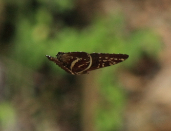 Morpho cisseis cisseistricta (Le Moult & Real, 1962). Rio Zongo,  between Caranavi and Guarnay, Yungas. d. 17 february 2008. Photographer: Lars Andersen