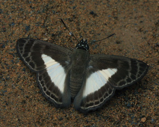 Sophista aristoteles. Rio Zongo,  between Caranavi and Guarnay, Yungas. d. 26 January 2008. Photographer: Lars Andersen