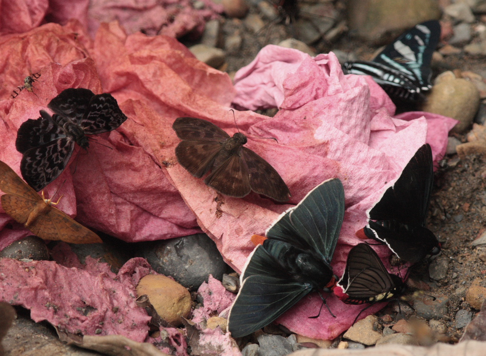 Rio Zongo, Yungas, Bolivia. d. 17  February 2008. Photographer: Lars Andersen