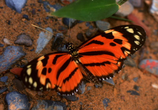 Heliconius hecale. Caranavi, Yungas. february 2008. Photographer: Lars Andersen