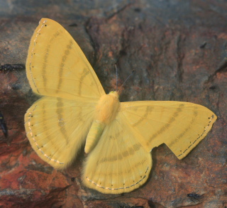 Astraeodes areuta. Rio Zongo, between Caranavi and Guarnay, Yungas. d. 26 January 2008. Photographer: Lars Andersen