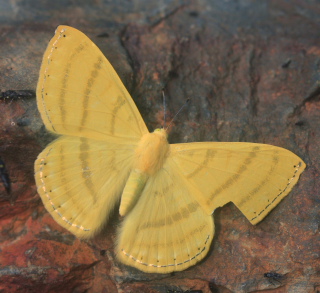 Astraeodes areuta. Rio Zongo,  between Caranavi and Guarnay, Yungas. d. 26 January 2008. Photographer: Lars Andersen