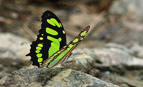 Malachite, Siproeta stelenes. Caranavi, Yungas, 17 February 2008. Photographer: Lars Andersen