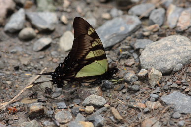 Serville Kite Swallowtail (Eurytides serville). Rio Zongo, Yungas. d. 9 february 2008. Photographer: Lars Andersen