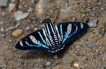 Jamides "sp.". Challa, Yungas, Bolivia. d. 20 february 2008. Photographer: Lars Andersen