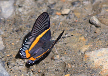 (Siseme atrytone). Coroico, Yungas. d. 21 February 2008. Photographer: Lars Andersen