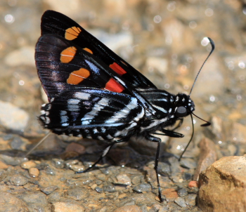 Versicolor Skipper, Mimoniades versicolor. Coroico, Yungas, Bolivia. d. 21/2 2008. Photographer: Lars Andersen