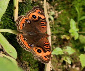 Caranavi, Yungas, January 2008. Photographer: Lars Andersen 