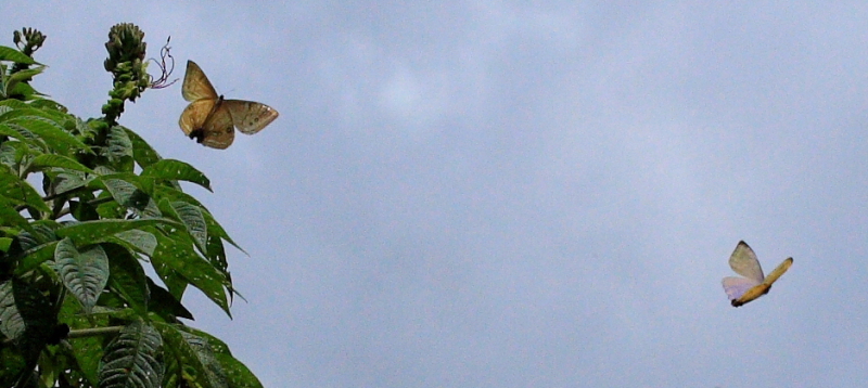 Mountain Morpho, Morpho sulkowskyi flying in a ravine, Cascade de Sacramento between Yolosa and Unduarvi. 2600 m.a. date 22 February 2008. Photographer: Lars Andersen