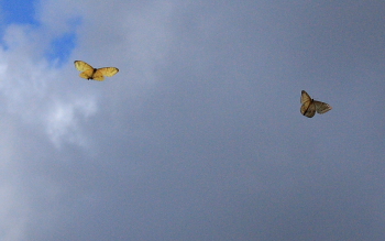 Mountain Morpho, Morpho sulkowskyi flying in a ravine, Cascade de Sacramento between Yolosa and Unduarvi. 2600 m.a. date 22 February 2008. Photographer: Lars Andersen