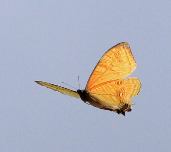 Mountain Morpho, Morpho sulkowskyi flying in a ravine, Cascade de Sacramento between Yolosa and Unduarvi. 2600 m.a. date 22 February 2008. Photographer: Lars Andersen