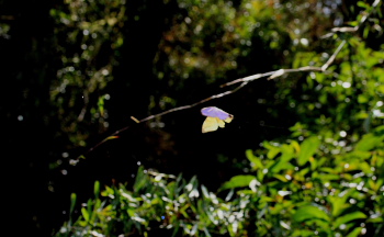 Mountain Morpho, Morpho sulkowskyi flying in a ravine, Cascade de Sacramento between Yolosa and Unduarvi. 2600 m.a. date 22 February 2008. Photographer: Lars Andersen