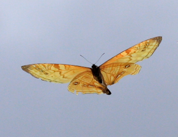 Mountain Morpho, Morpho sulkowskyi flying in a ravine, Cascade de Sacramento between Yolosa and Unduarvi. 2600 m.a. date 22 February 2008. Photographer: Lars Andersen